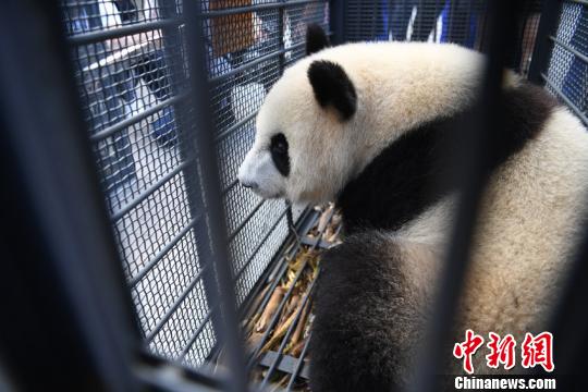  吉林东北虎多点开花击溃天津先行者